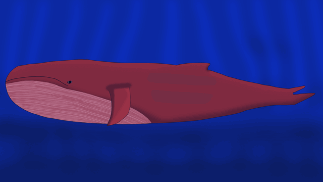 The maroon whale, Kugee